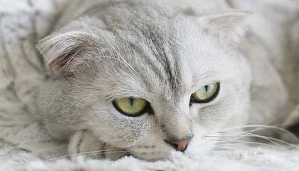 乐鱼体育平台app下载-亚洲杯中国足球出战 球员配合成为看点，足球亚洲杯中国队名单